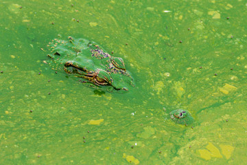 eye of wildlife crocodile hidden in the water