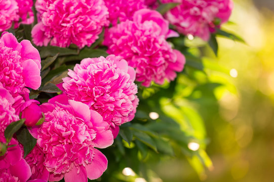 Beautiful of Pink Peony Flowers in the Garden