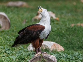 Águila