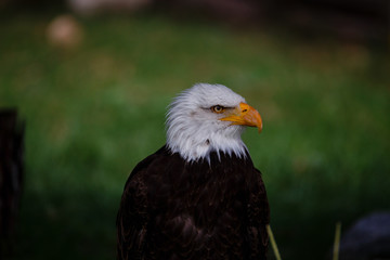 Águila calva