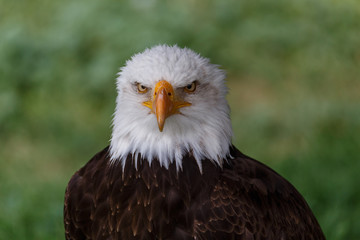 Águila calva