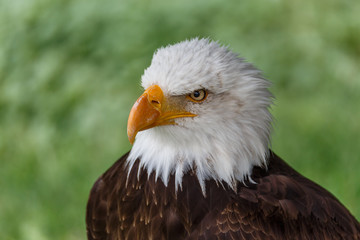 Águila calva