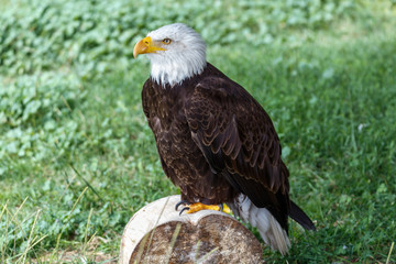 Obraz premium Águila calva