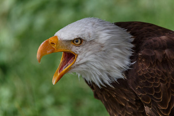 Obraz premium Águila calva