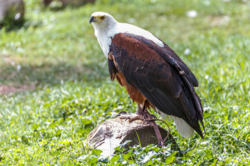 Águila