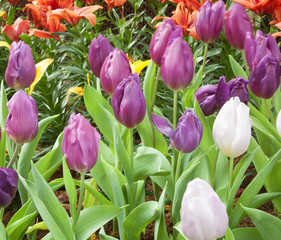 Naklejka premium Flowers Tulips