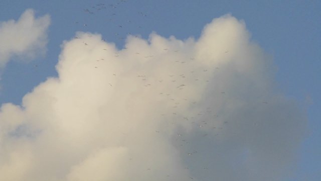 Flocks of birds fly against thunderhead clouds.