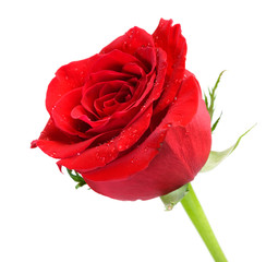 perfect red rose