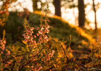 Calluna flowers in warm evening light