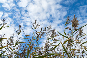 Reed against the background of the cloudy sky