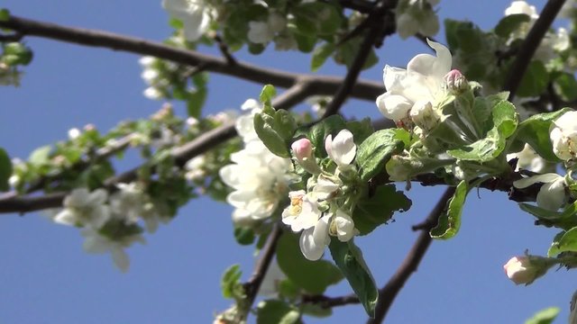 Branches of a blossoming apple-tree close up against a sky