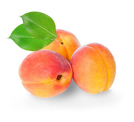 Apricots isolated on a white background.