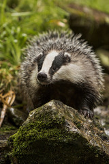 Badger/badger