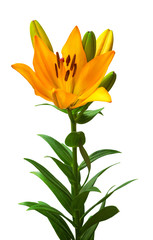 Fototapeta na wymiar Orange lily flower