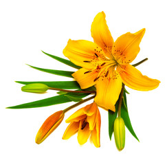Yellow lily flower with buds
