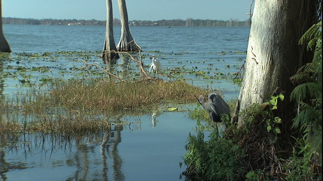 MWS great blue heron & great white herons