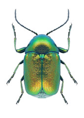 Beetle Cryptocephalus sericeus