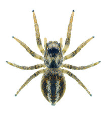 Spider Philaeus chrysops (female)