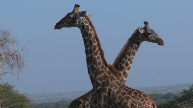 Giraffes tussle and fight in a display of mating behavior.