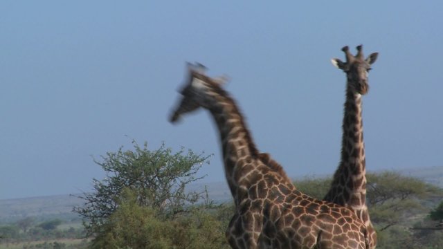 Giraffes tussle and fight in a display of mating behavior.