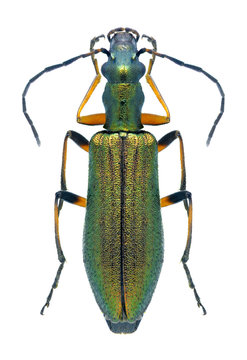 Beetle Chrysanthia flavipes