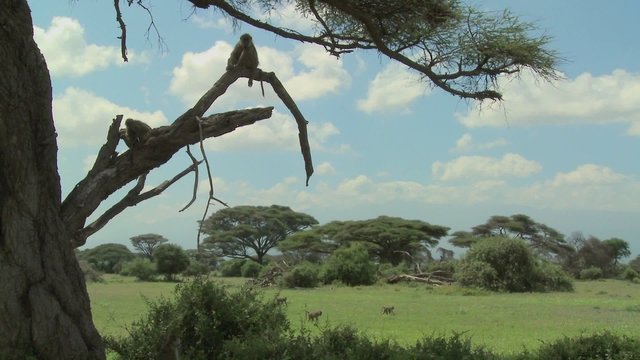 African baboons sit in a tree as a family group against the magnificent backdrop of Amboseli National Park, Tanzania.