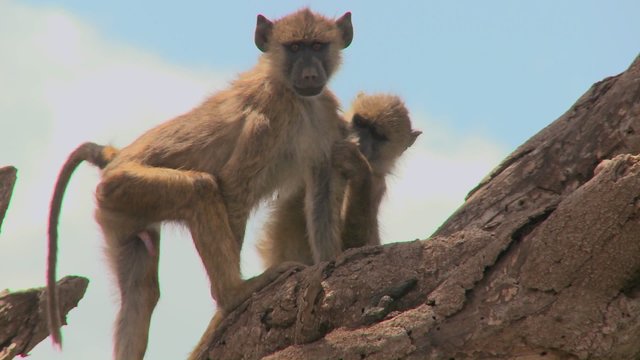 Young baboons sit in a tree and pick fleas and ticks off each other.