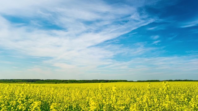 canola field, timelapse with crane