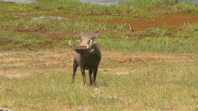 A warthog runs across the desert in Africa.