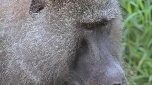 Close up of a baboon face having fleas and ticks picked off in a grooming ritual.