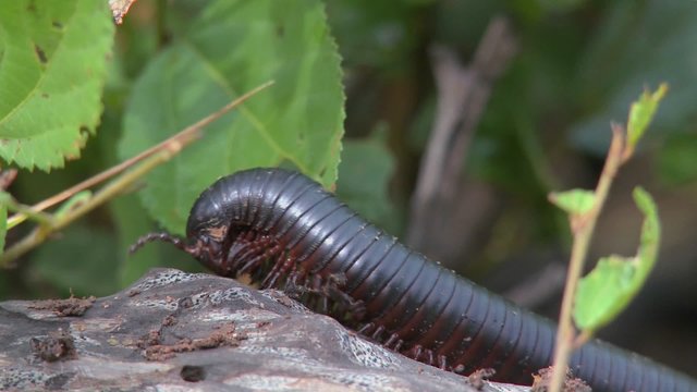 An African millipede or centipede crawls across a jungle branch.
