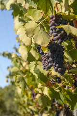Red bunches of grape in the vineyard before the harvest