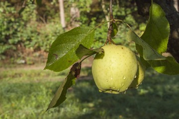 Obraz premium Green apple with drops of water. Rain drops on green apples on a apple tree branch. Growing apples in the garden. Place for your text. Blurred background. 