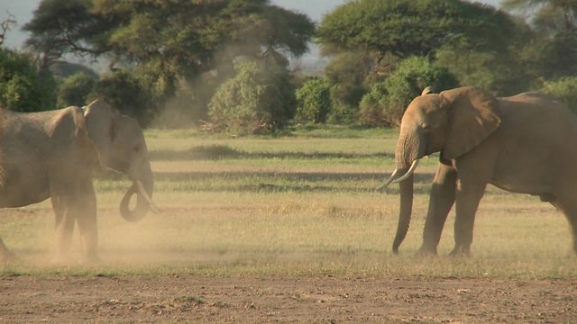 Elephants fight each other on the plains of Africa.