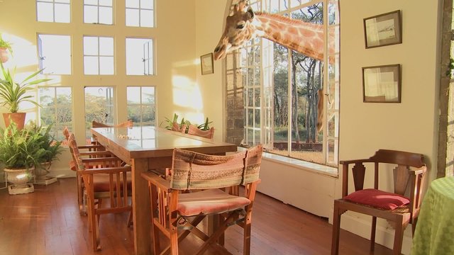 Giraffes stick their heads into the windows of an old mansion in Africa and eat off the dining room table.
