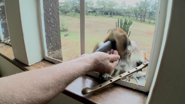 A giraffe outside a second story window in Africa getting food with his tongue.