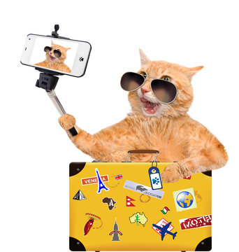 The cat is a traveler. Cat taking a selfie with a smartphone. Isolated on white.	