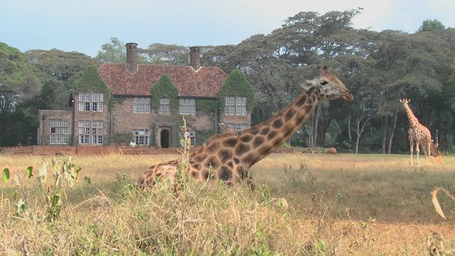Giraffes mill around outside an old mansion in Kenya.