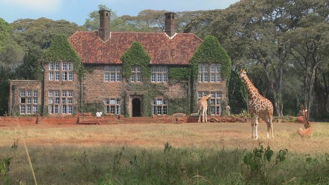 Giraffes mill around outside an old mansion in Kenya.