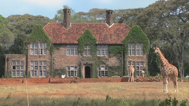 Giraffes mill around outside an old mansion in Kenya.