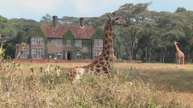 Giraffes mill around outside an old mansion in Kenya.