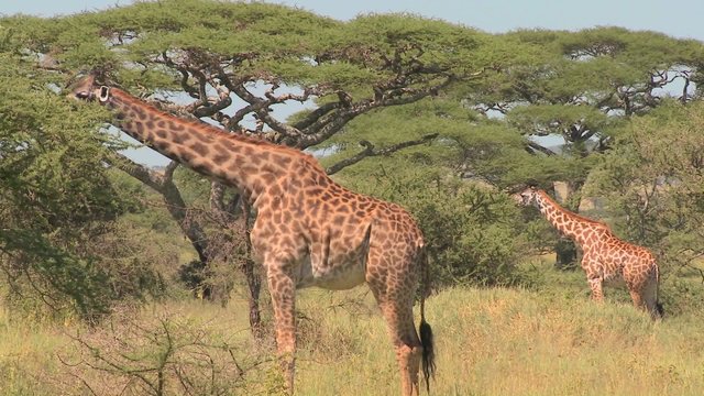 African giraffes eating from trees.