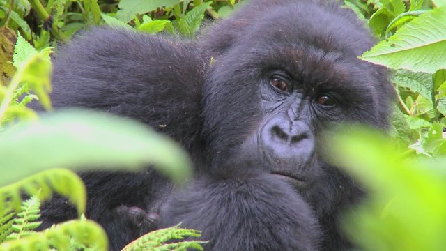 A mountain gorilla sits in the jungle greenery on a volcano in Rwanda.