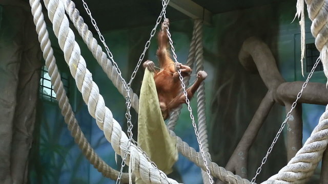 Red haired orangutan playing in zoo