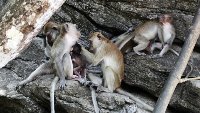 Family of macaques relaxing on logs outdoor