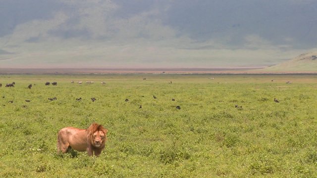 A proud male lion stands on the plains of Africa.