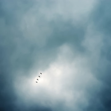 Flock Of Birds Flying In Formation