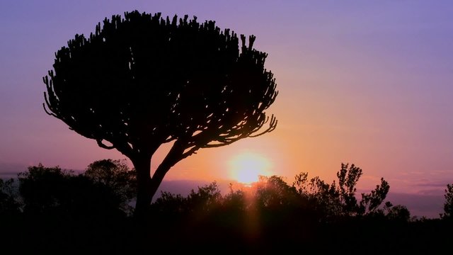 A beautiful sunset shot with a cactus tree in East Africa.
