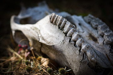 Animal skull is found in the woods. Tooths in focus