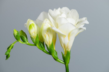 The branch of white freesia with flowers and buds on a gray back